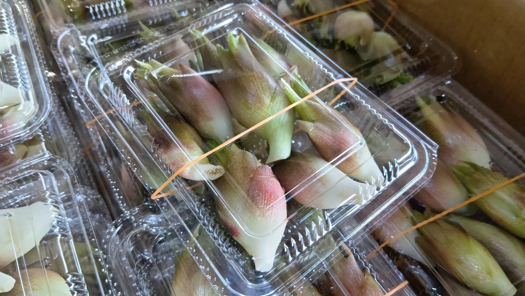 茗荷（みょうが）